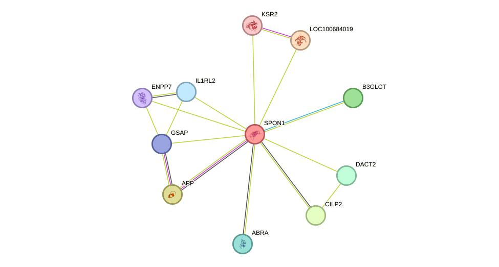 STRING protein interaction network