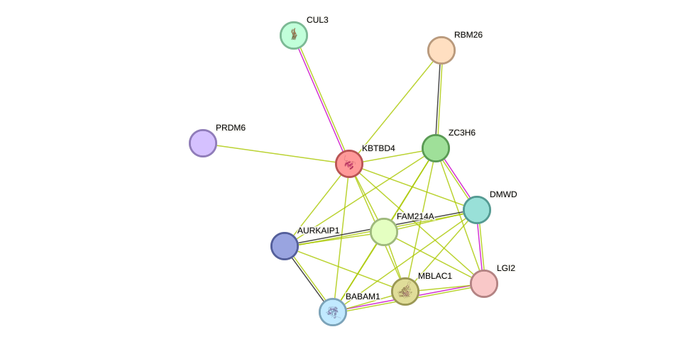 STRING protein interaction network