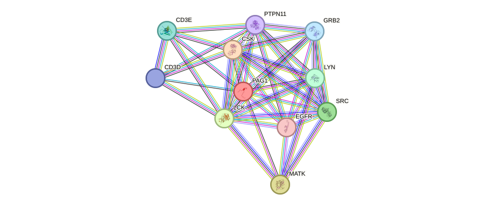STRING protein interaction network