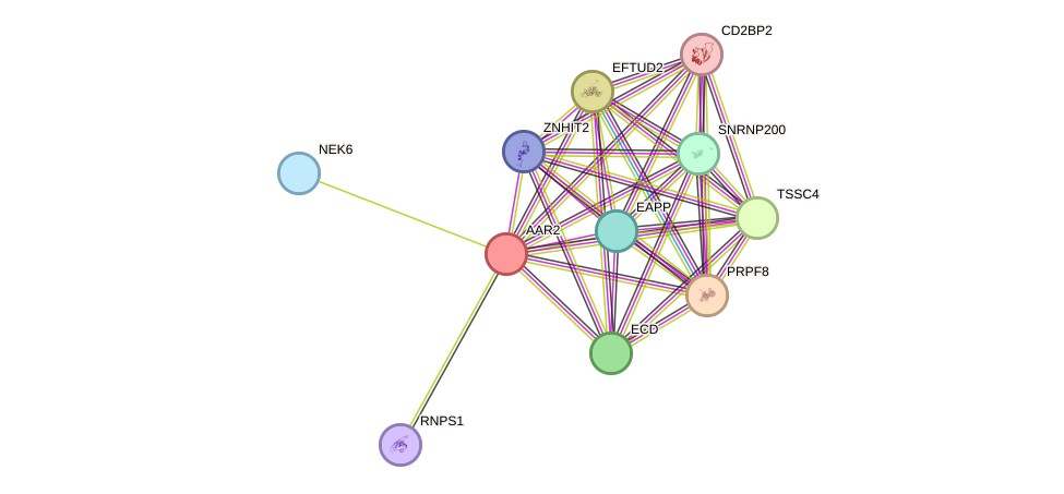 STRING protein interaction network