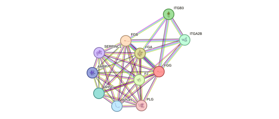 STRING protein interaction network
