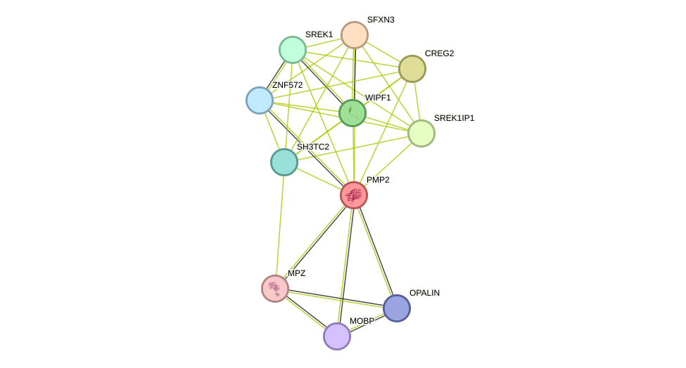 STRING protein interaction network