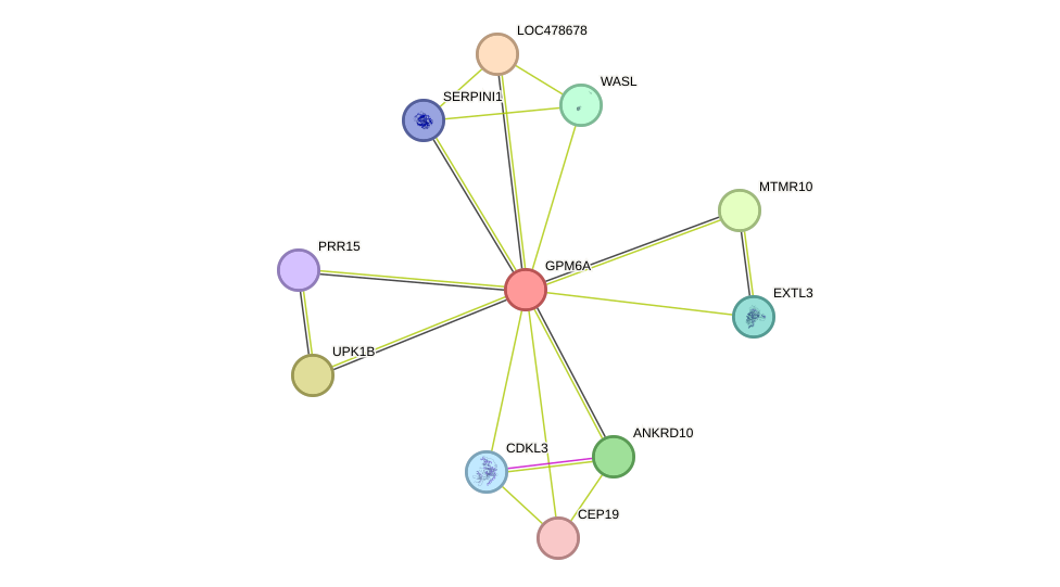 STRING protein interaction network