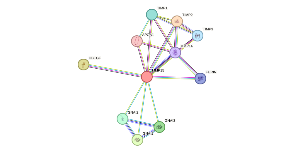STRING protein interaction network