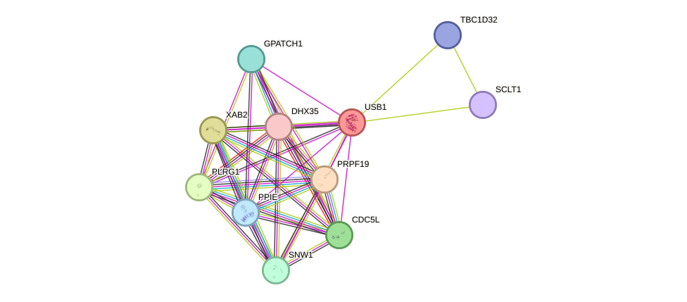 STRING protein interaction network