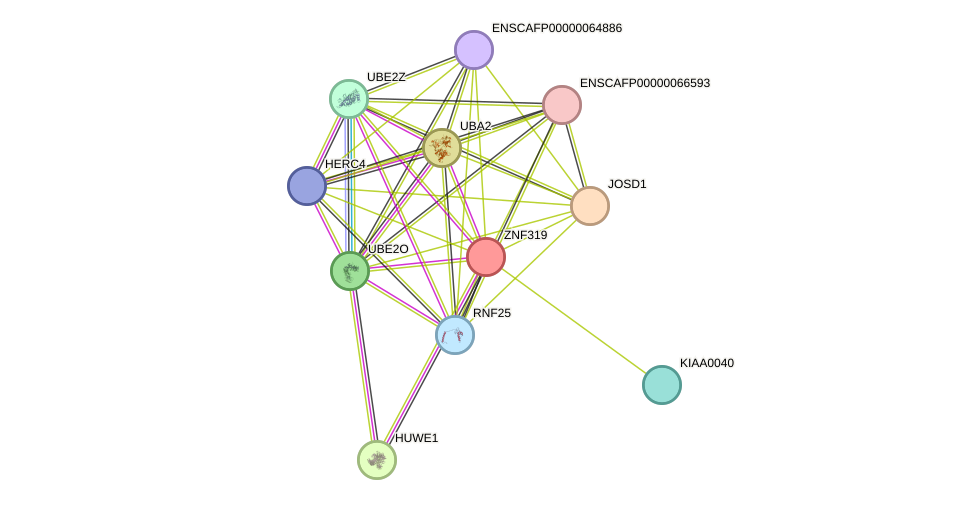 STRING protein interaction network