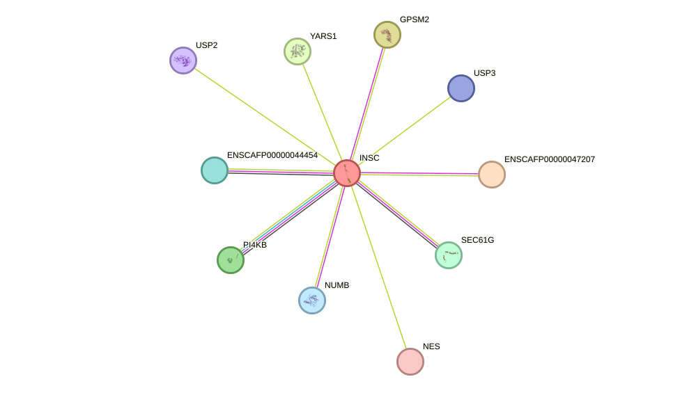 STRING protein interaction network
