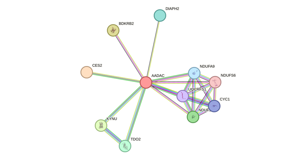 STRING protein interaction network