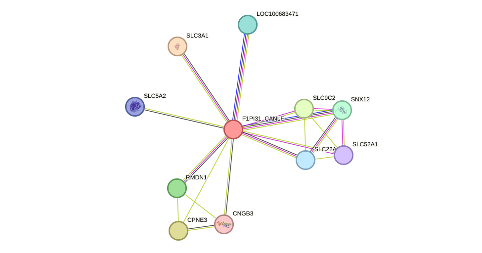 STRING protein interaction network