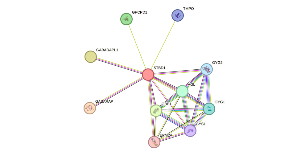 STRING protein interaction network