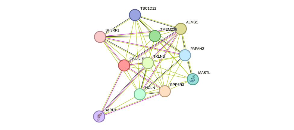 STRING protein interaction network