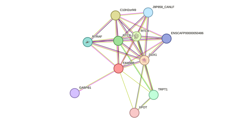 STRING protein interaction network