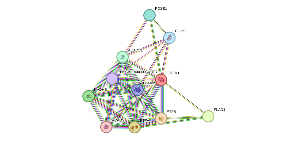 STRING protein interaction network
