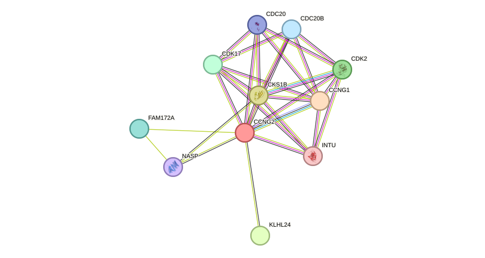STRING protein interaction network