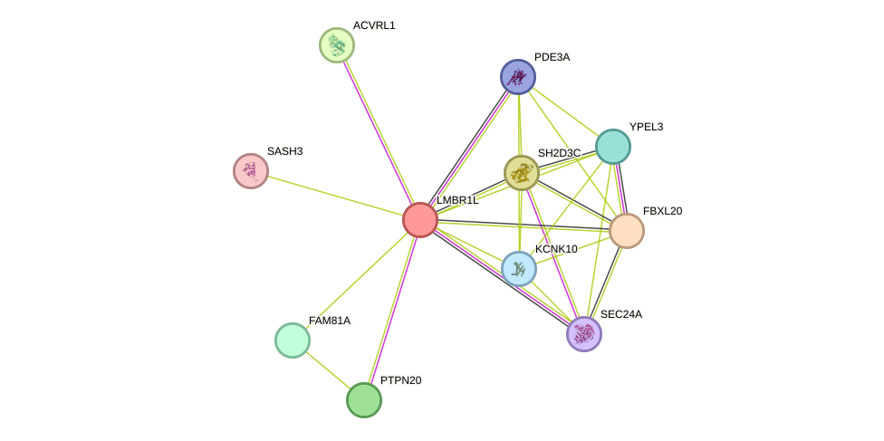 STRING protein interaction network