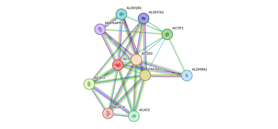 STRING protein interaction network