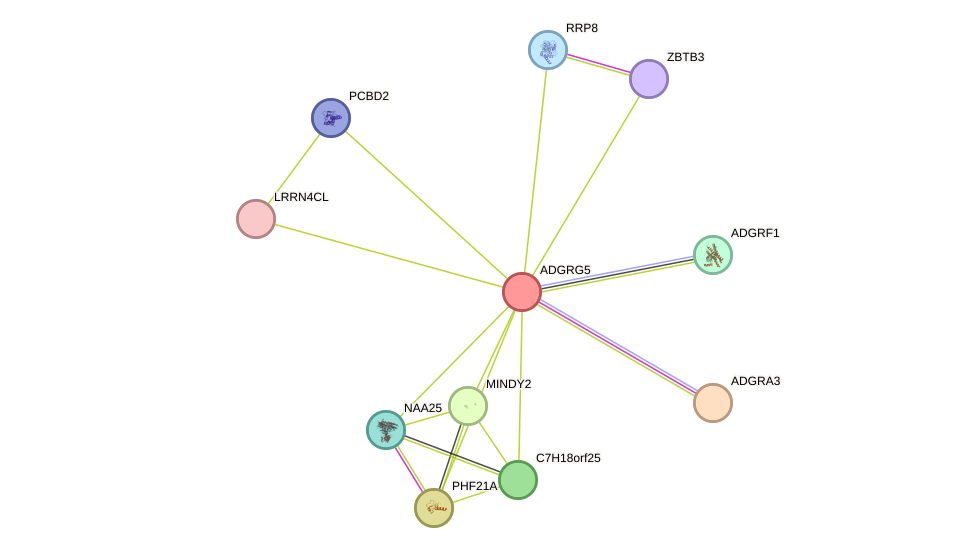 STRING protein interaction network