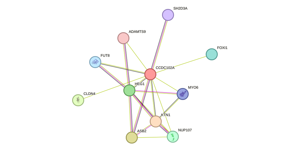 STRING protein interaction network