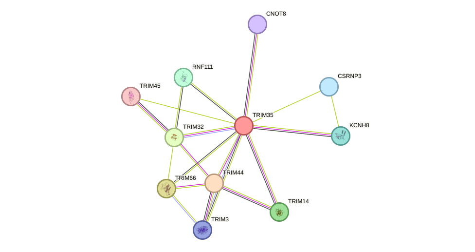 STRING protein interaction network