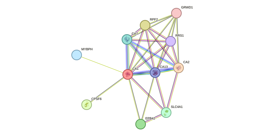 STRING protein interaction network