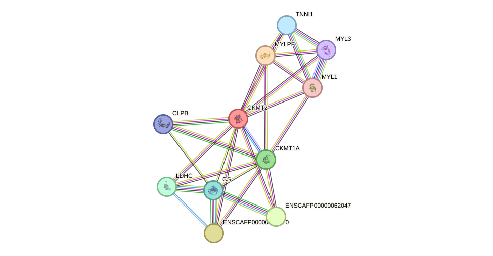 STRING protein interaction network