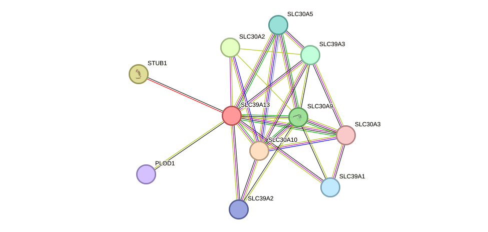 STRING protein interaction network