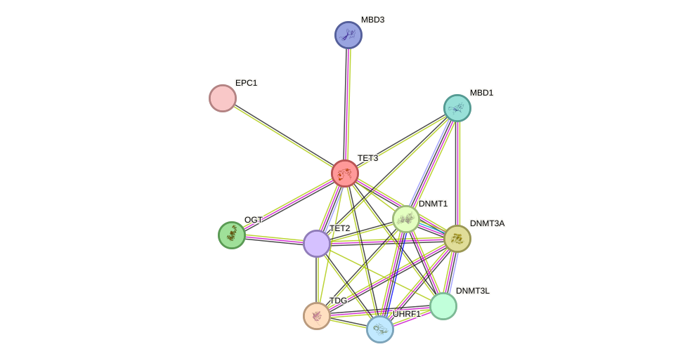 STRING protein interaction network