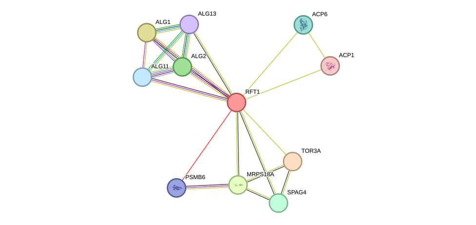 STRING protein interaction network