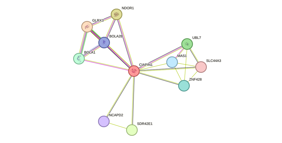 STRING protein interaction network