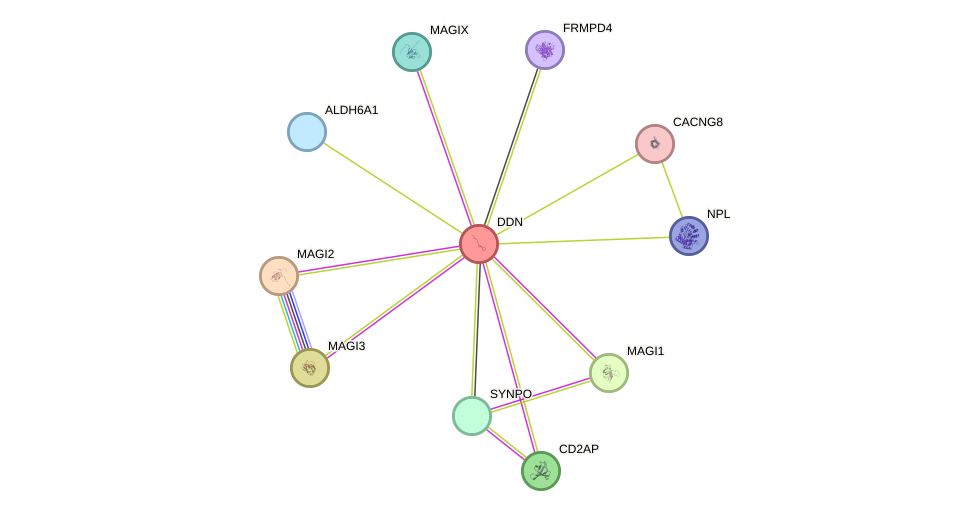 STRING protein interaction network