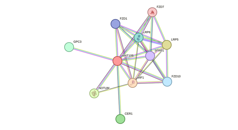 STRING protein interaction network
