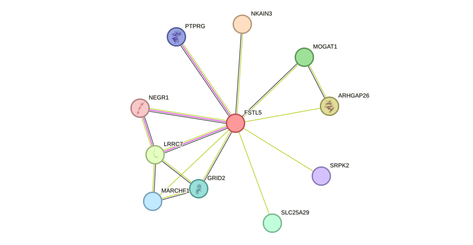 STRING protein interaction network