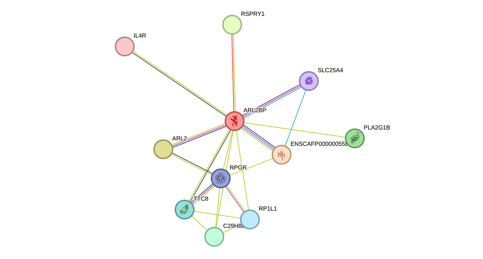 STRING protein interaction network