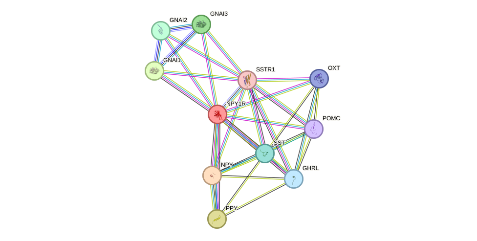 STRING protein interaction network