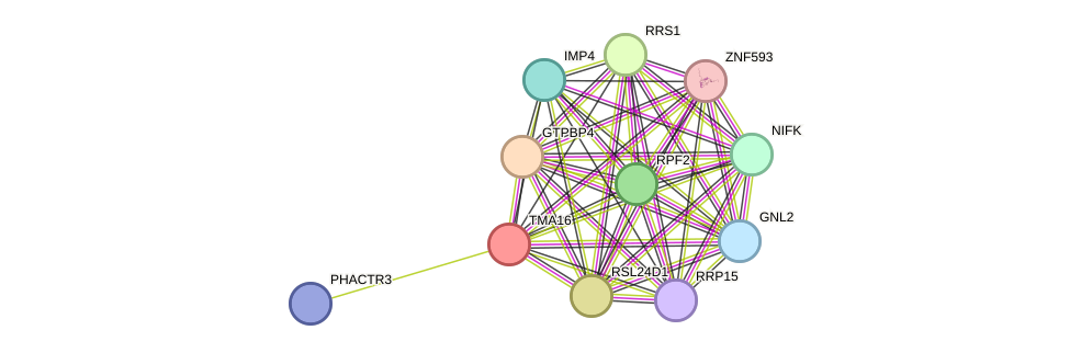 STRING protein interaction network