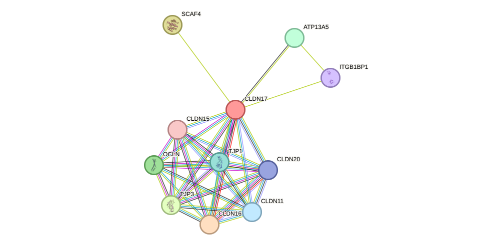 STRING protein interaction network