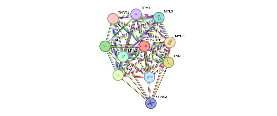 STRING protein interaction network