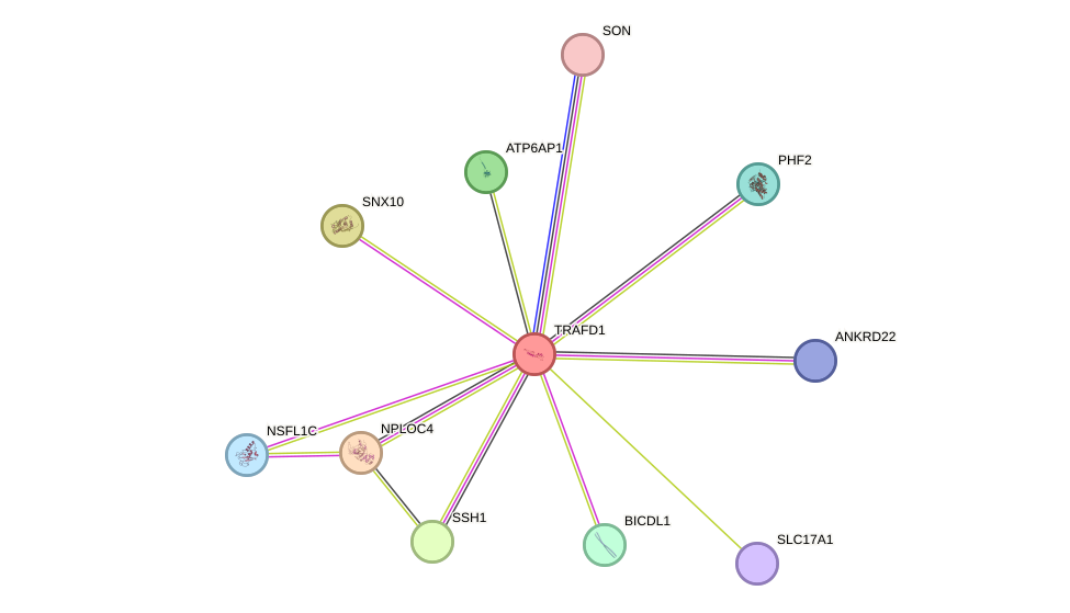 STRING protein interaction network