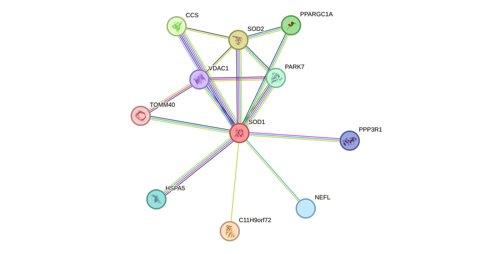 STRING protein interaction network