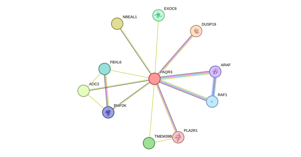 STRING protein interaction network
