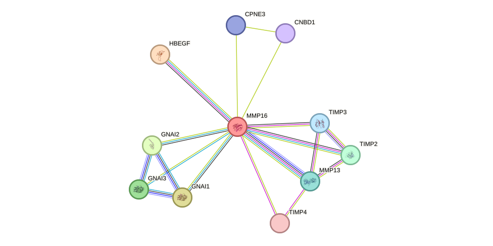STRING protein interaction network
