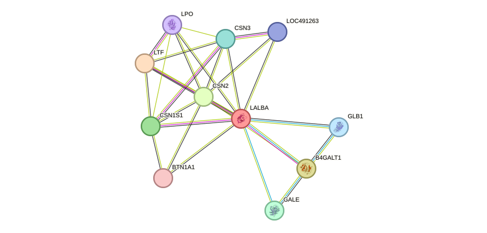 STRING protein interaction network