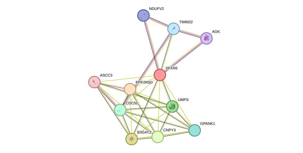 STRING protein interaction network