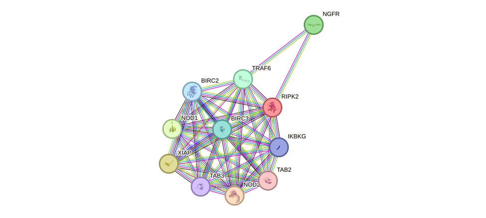 STRING protein interaction network