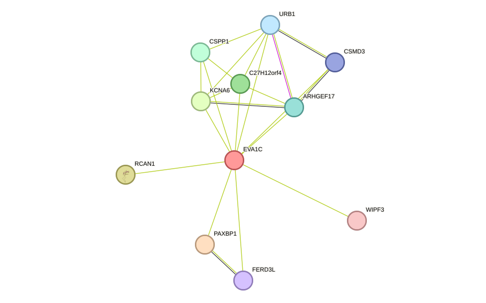 STRING protein interaction network