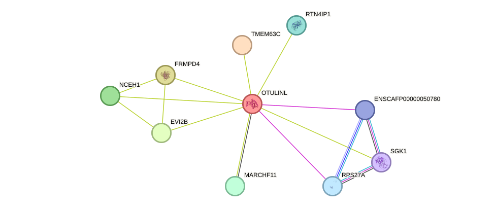STRING protein interaction network