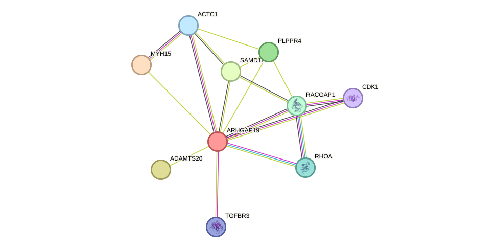 STRING protein interaction network