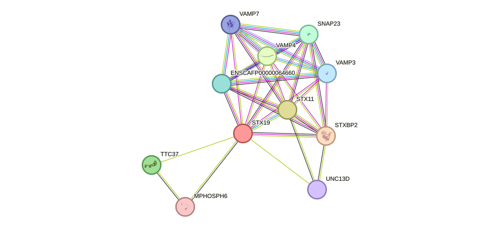 STRING protein interaction network