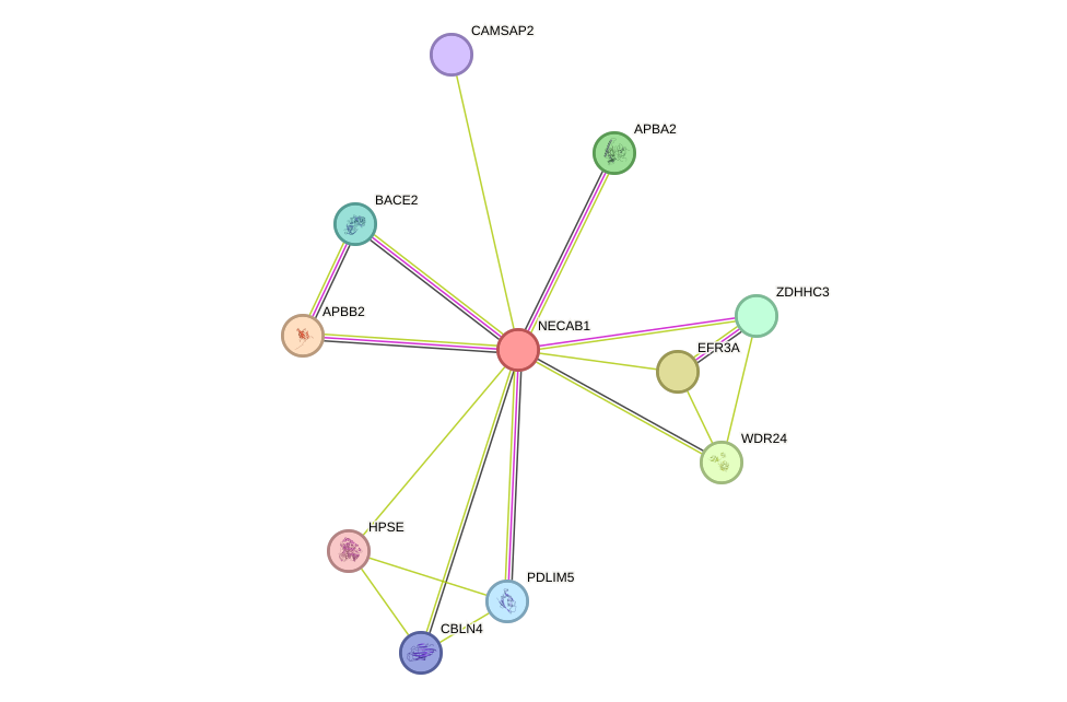 STRING protein interaction network