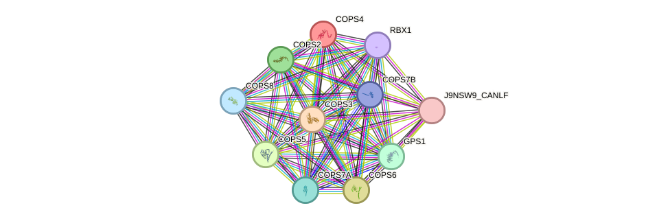 STRING protein interaction network